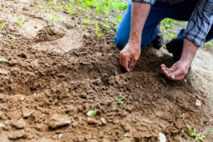 Working in Garden